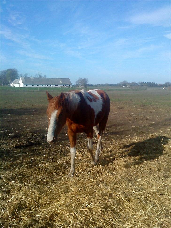 Anden særlig race Højersmindes Mitzy billede 15
