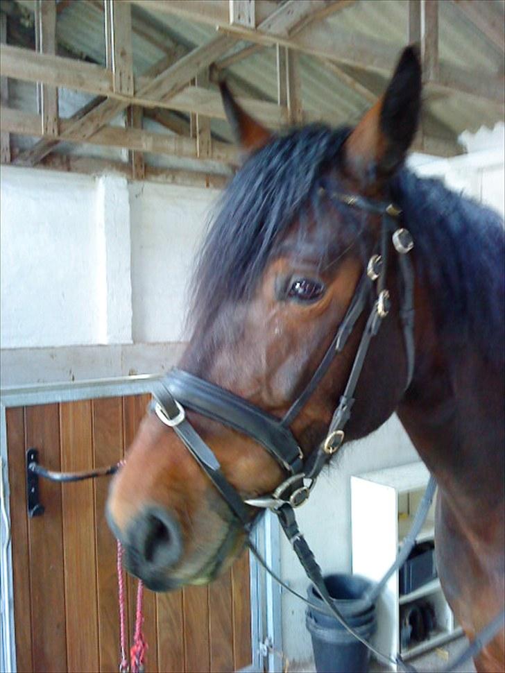 Dansk Varmblod l Sommerlund's Cindi <3 billede 3