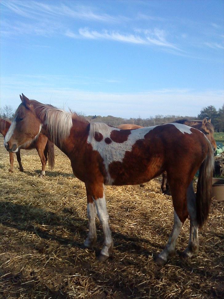 Anden særlig race Højersmindes Mitzy billede 16