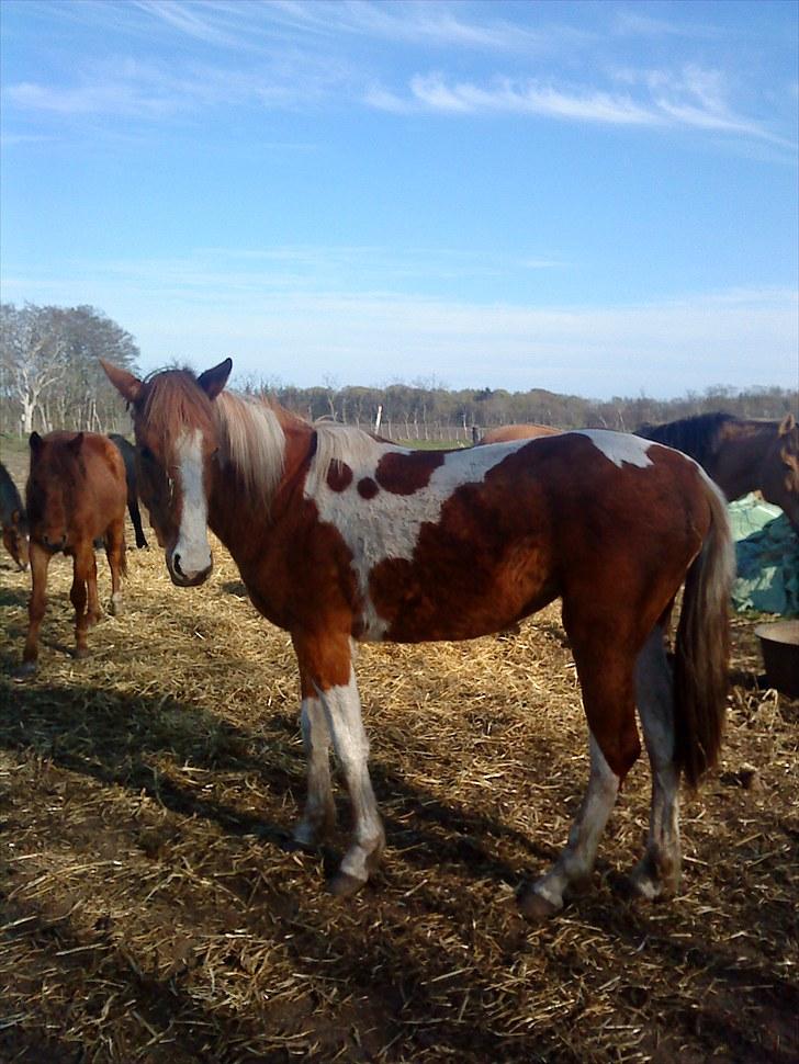 Anden særlig race Højersmindes Mitzy billede 17