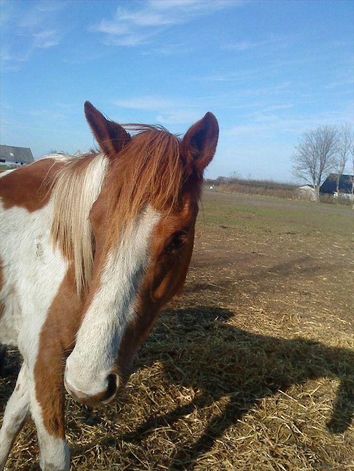 Anden særlig race Højersmindes Mitzy billede 19