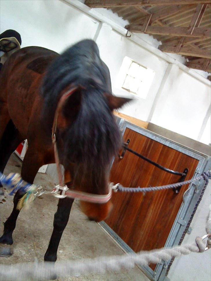 Dansk Varmblod l Sommerlund's Cindi <3 - du er bare dejlig<3 billede 4