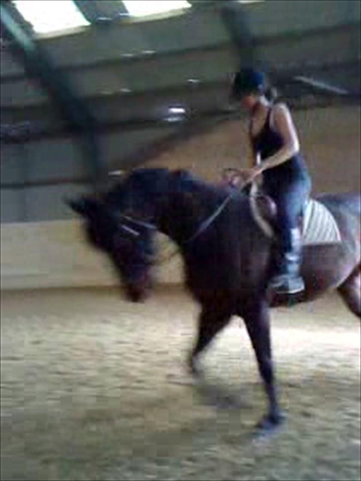 Dansk Varmblod l Sommerlund's Cindi <3 - UNDSKYLD DET ER SLØRET ;) men det er taget fra en video billede 5