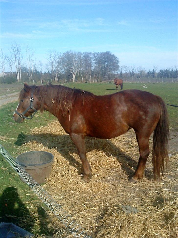 New Forest Ginger billede 4