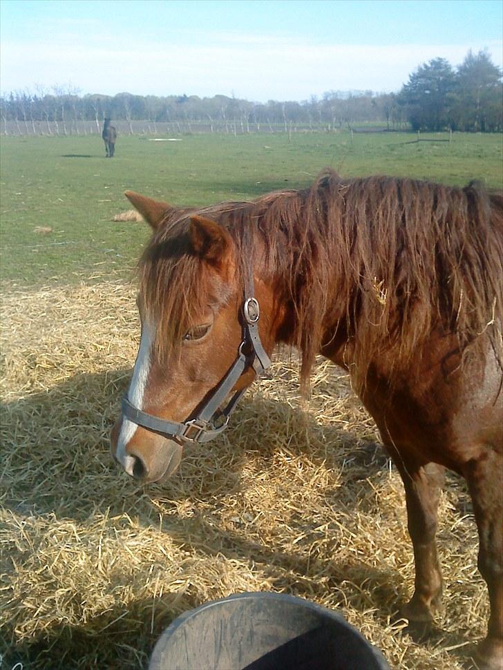 New Forest Ginger billede 5