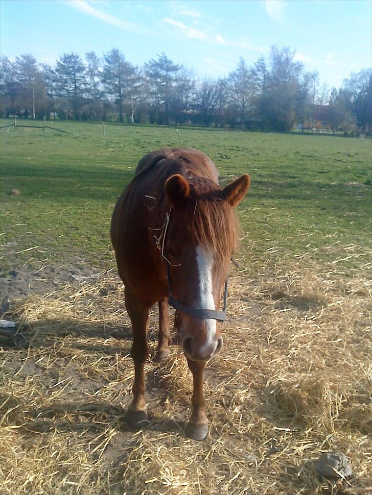 New Forest Ginger billede 6