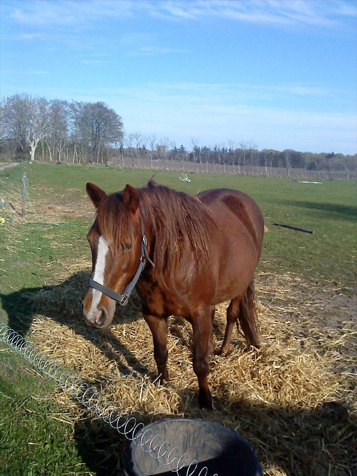 New Forest Ginger billede 7