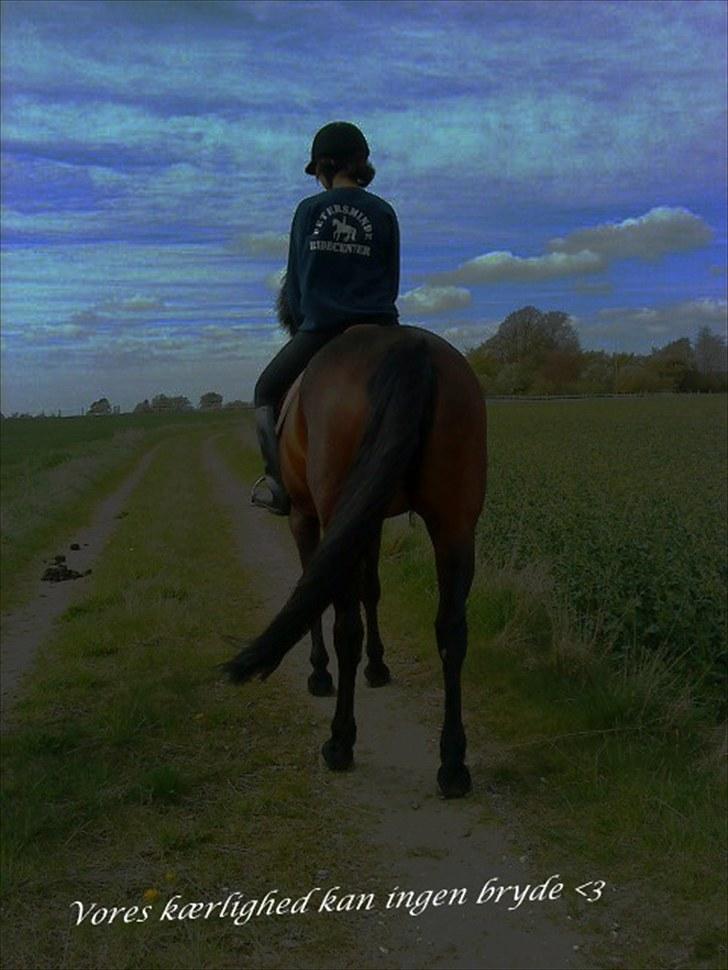 Dansk Varmblod l Sommerlund's Cindi <3 - DER ER KUN LAVET OM PÅ FARVEN PÅ BILLEDET<3 billede 6