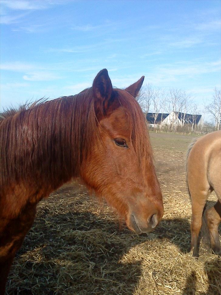 Anden særlig race Højersmindes Figther billede 9