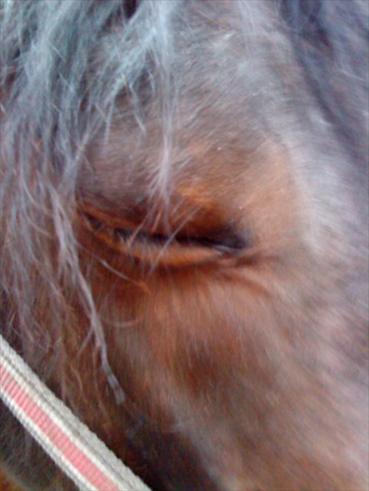 Dansk Varmblod l Sommerlund's Cindi <3 - og hun valgte selfølgelig at lukke øjet da jeg ville tage billedet <3 billede 7