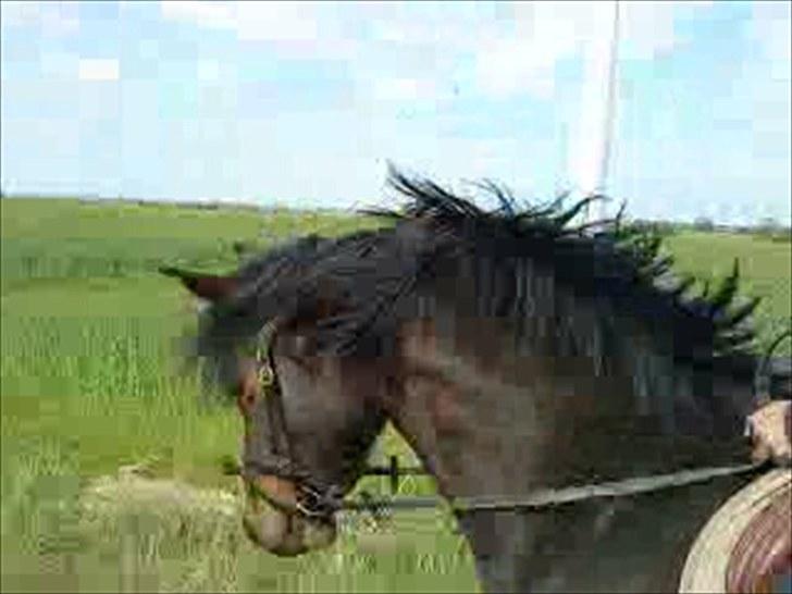 Dansk Varmblod l Sommerlund's Cindi <3 - UNDSKYLD DET ER SLØRET, men det er tget fra en video ;D billede 8