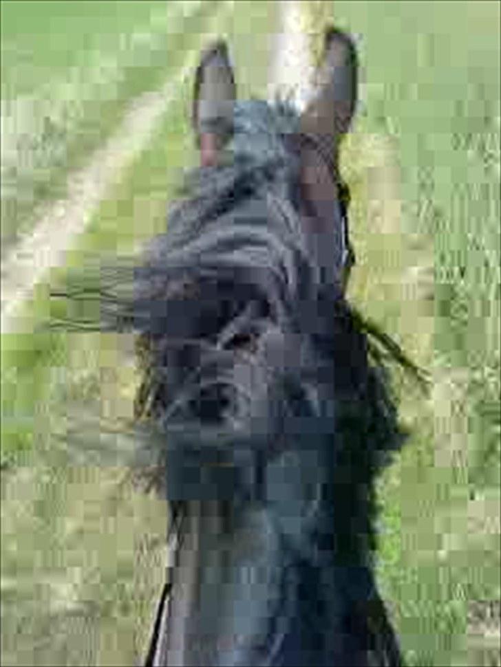 Dansk Varmblod l Sommerlund's Cindi <3 - UNDSKYLD DET ER SLØRET, men det er tget fra en video ;D billede 9