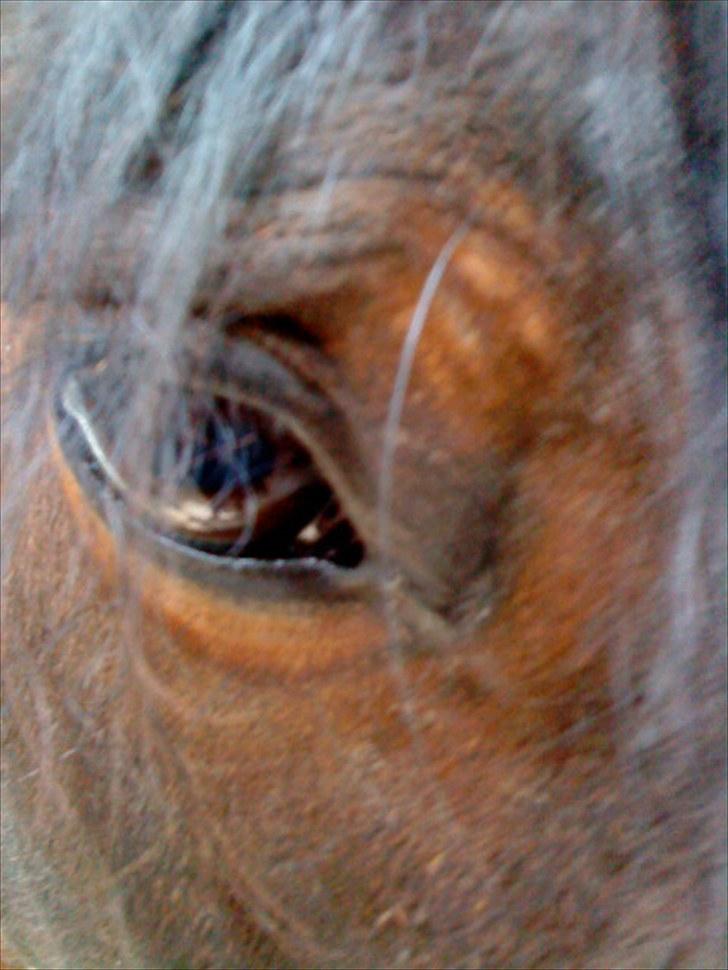 Dansk Varmblod l Sommerlund's Cindi <3 - tro mig, hun er virkelig svær hvid man skal have et billed af hendes øje ;b billede 10