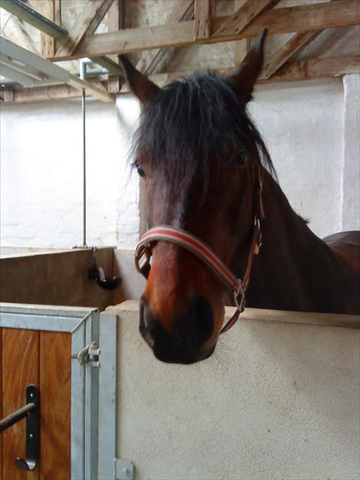 Dansk Varmblod l Sommerlund's Cindi <3 billede 11