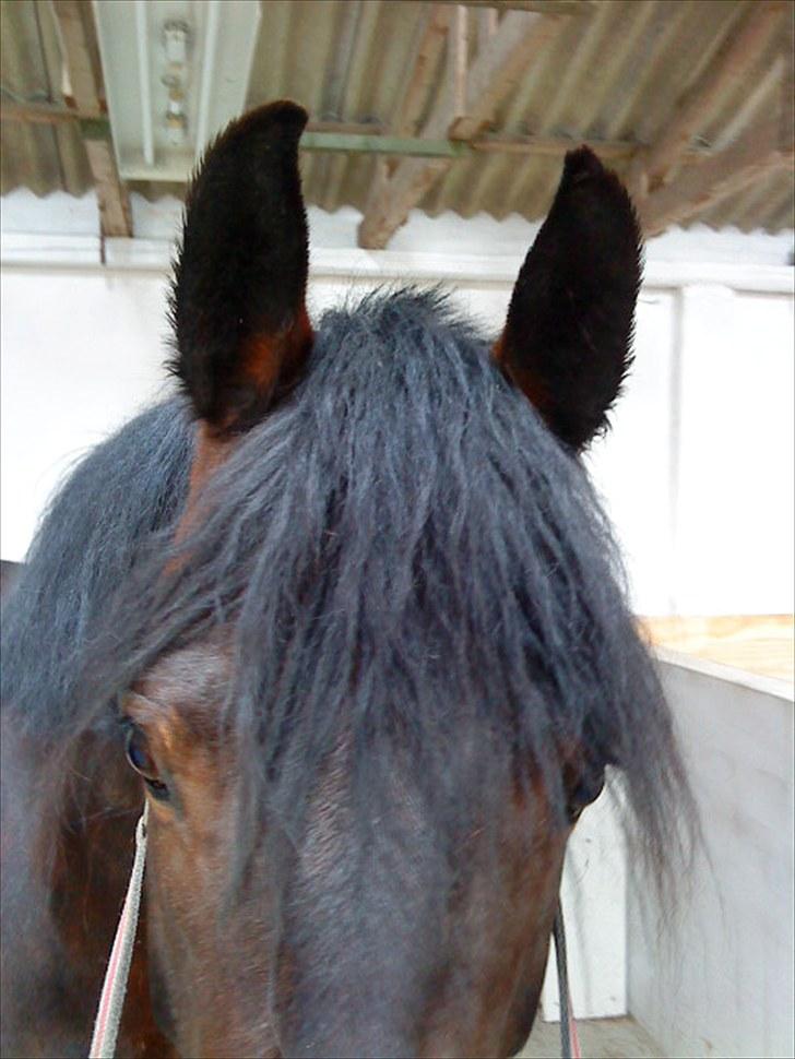 Dansk Varmblod l Sommerlund's Cindi <3 - søde ører<3 billede 12