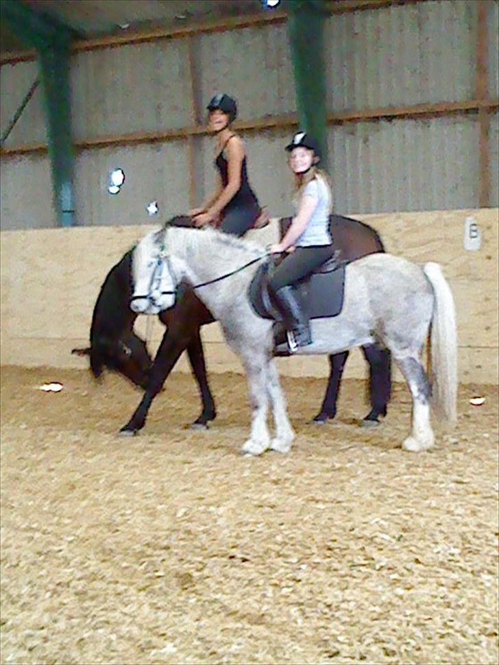 Dansk Varmblod l Sommerlund's Cindi <3 - hun skulle lige klø sig ;b billede 13