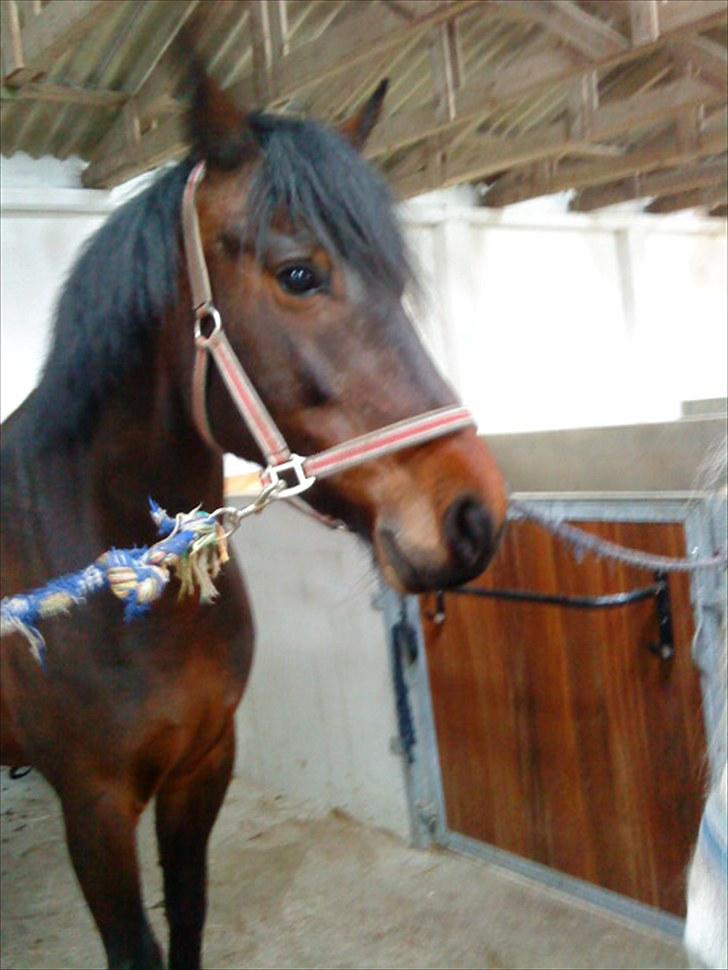 Dansk Varmblod l Sommerlund's Cindi <3 - jeg elsker dig vist ;b billede 15