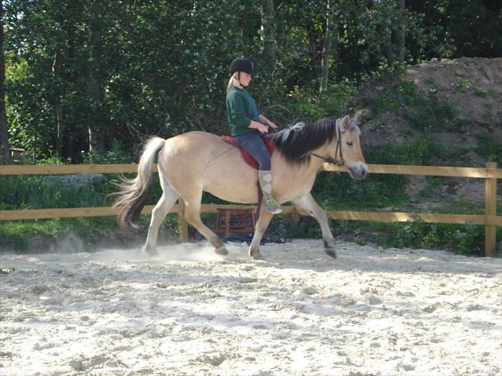 Fjordhest Tabita - Sommer 09 billede 5