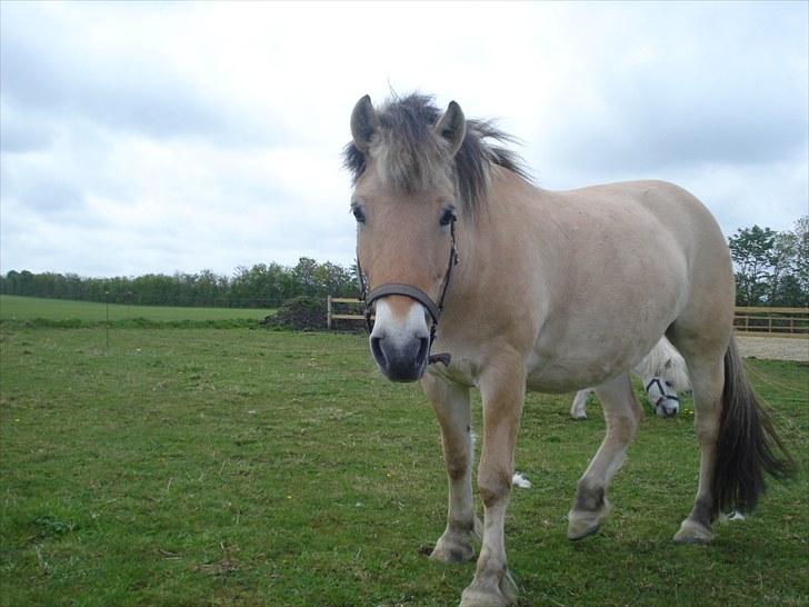 Fjordhest Tabita - Sommer 09 billede 8