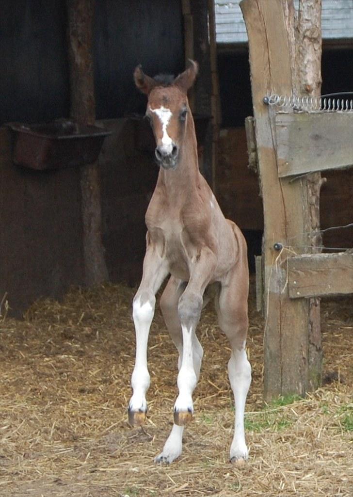 Anden særlig race Kastanjegårdens Le Quinto billede 1