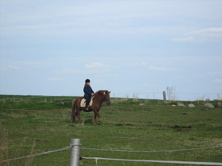 Islænder Thor fra Quistgård - her rider jeg thor for 4 gang billede 10