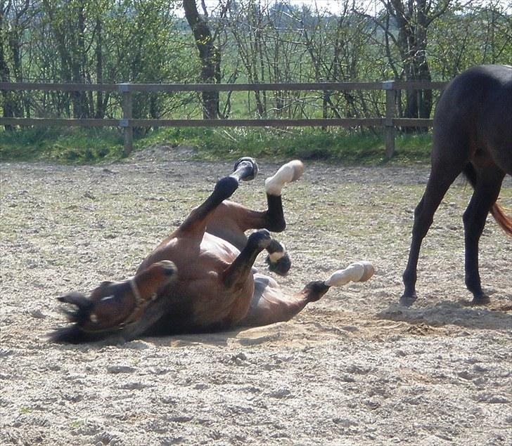 Trakehner Indian mayboy **R.I.P** - TJR 6. maj. Legestue på den store sandbane sammen med Fedde billede 16