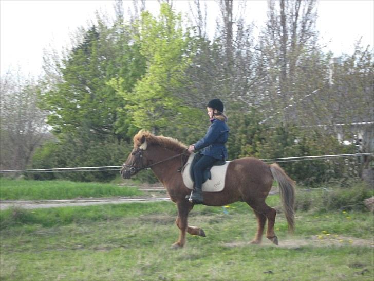 Islænder Thor fra Quistgård - trav billede 11