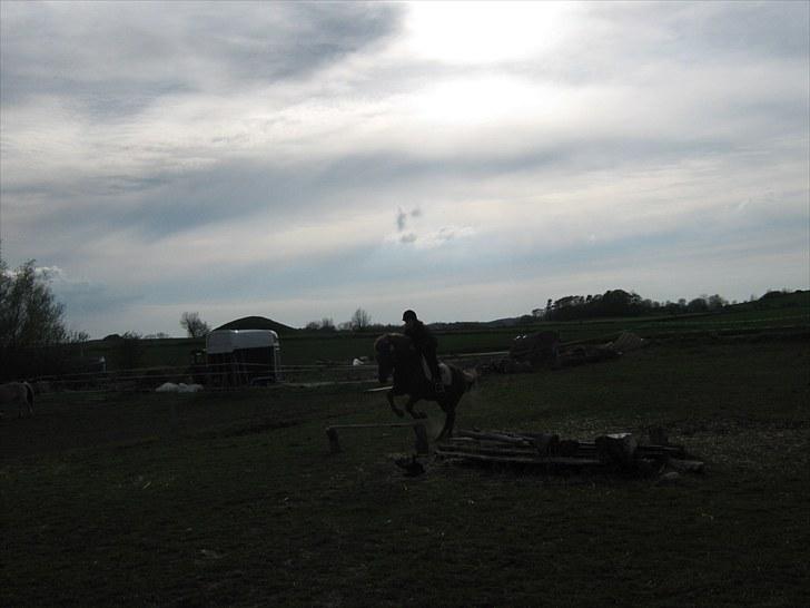 Islænder Thor fra Quistgård - spriiing vi springer ca 50 cm billede 13