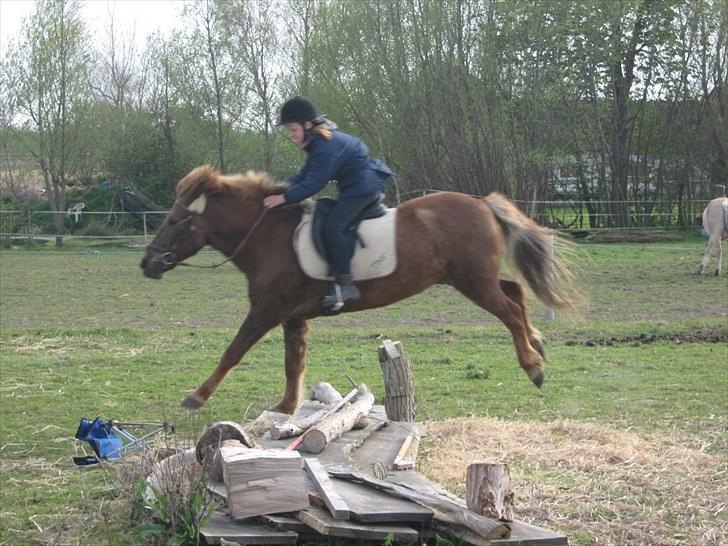 Islænder Thor fra Quistgård - spriiing ca 50 cm billede 14
