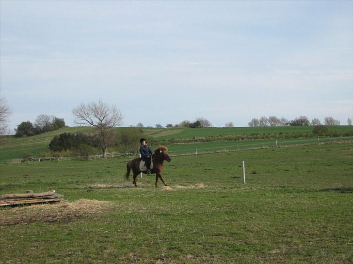 Islænder Thor fra Quistgård - galop billede 15