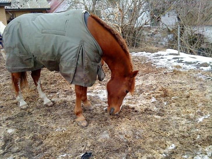 Hollandsk Sportspony Scarlett Angel. - Jeg savner dig min skat.  billede 8