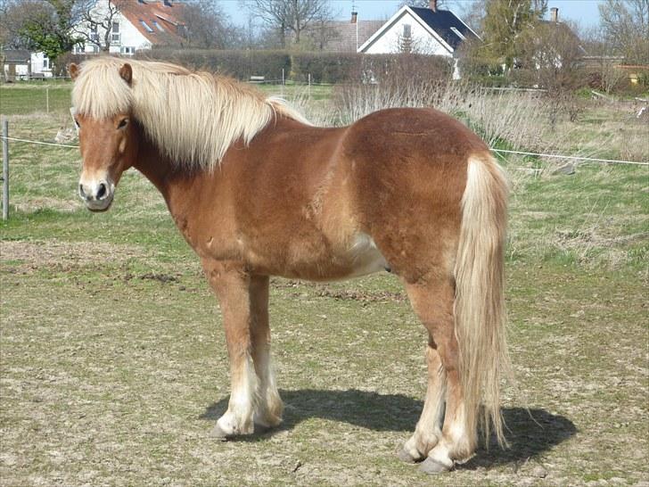 Islænder Laxi fra Skovbrynet R.I.P - #16 nyt. laxi mand på mark billede 16