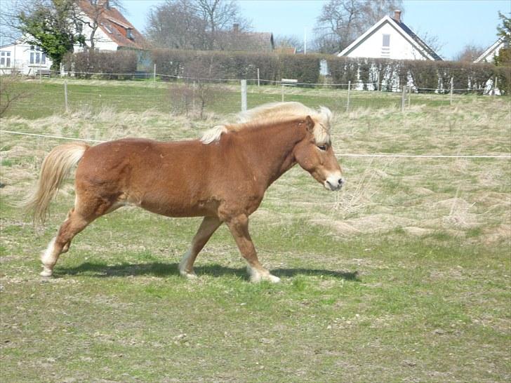 Islænder Laxi fra Skovbrynet R.I.P - #17 nyt. laxi i galop billede 17