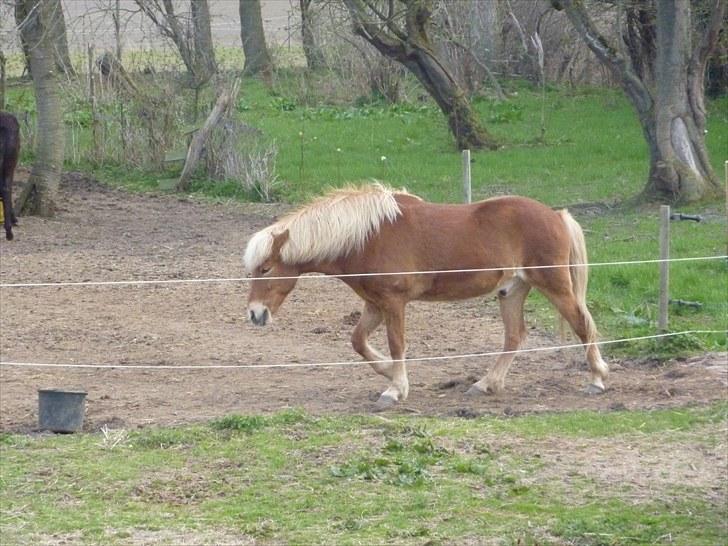 Islænder Laxi fra Skovbrynet R.I.P - #18 nyt. smukke fars hest billede 18