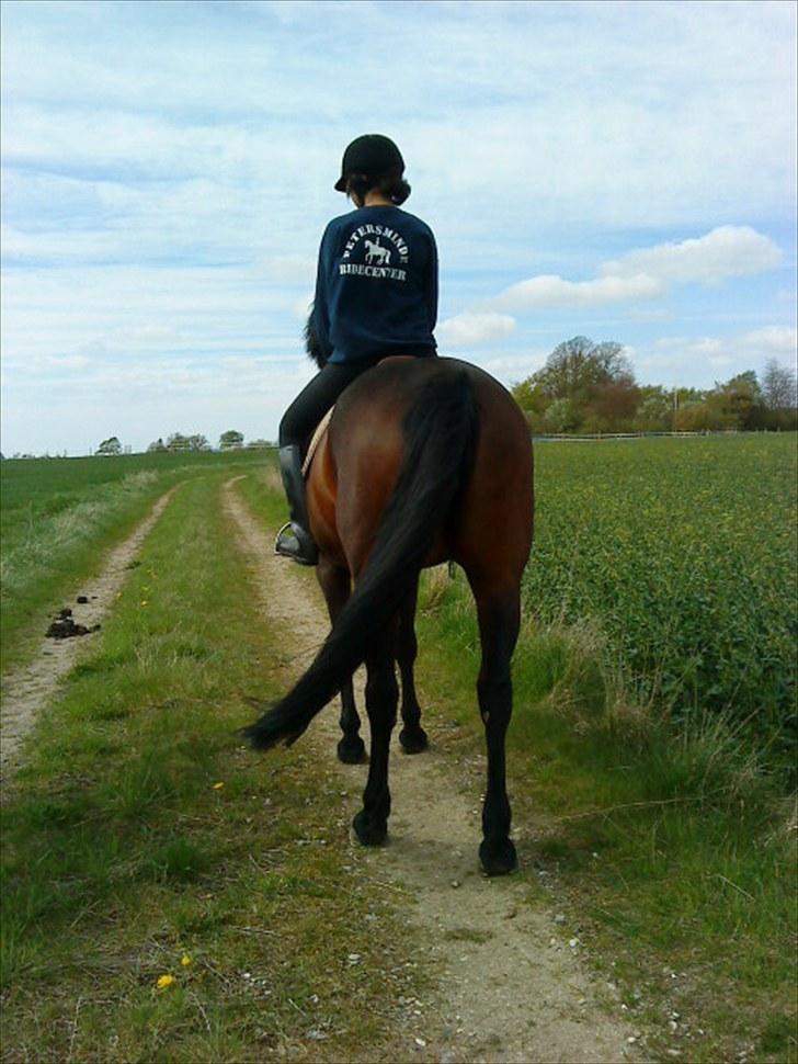 Dansk Varmblod l Sommerlund's Cindi <3 - smuk himmel<3 billede 16