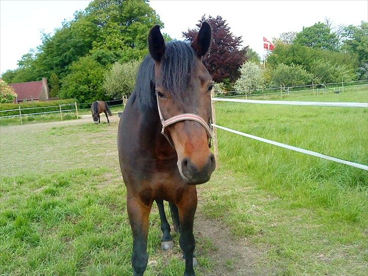 Dansk Varmblod l Sommerlund's Cindi <3 - fjolle xD billede 17