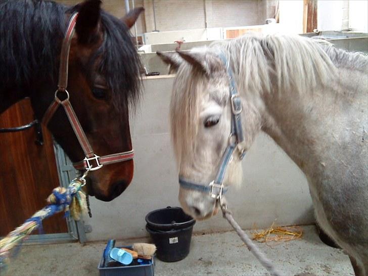 Dansk Varmblod l Sommerlund's Cindi <3 - de er søde sammen <3 billede 18