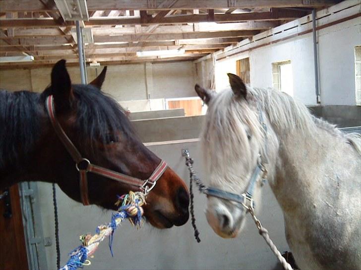 Dansk Varmblod l Sommerlund's Cindi <3 - nurh, pegasus og cindi elsker hinanden <3 billede 19