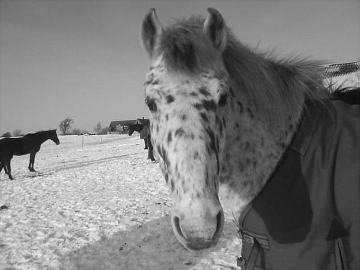 Anden særlig race Jack. billede 10