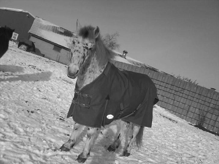 Anden særlig race Jack. billede 11