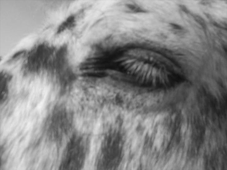 Anden særlig race Jack. billede 12