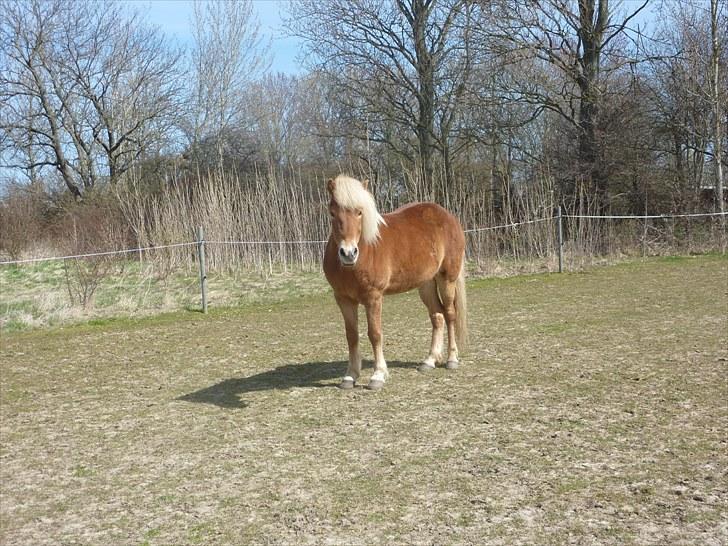 Islænder Laxi fra Skovbrynet R.I.P - #19 nyt. laxi billede 19