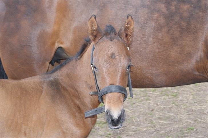 Dansk Varmblod Zantino  billede 11