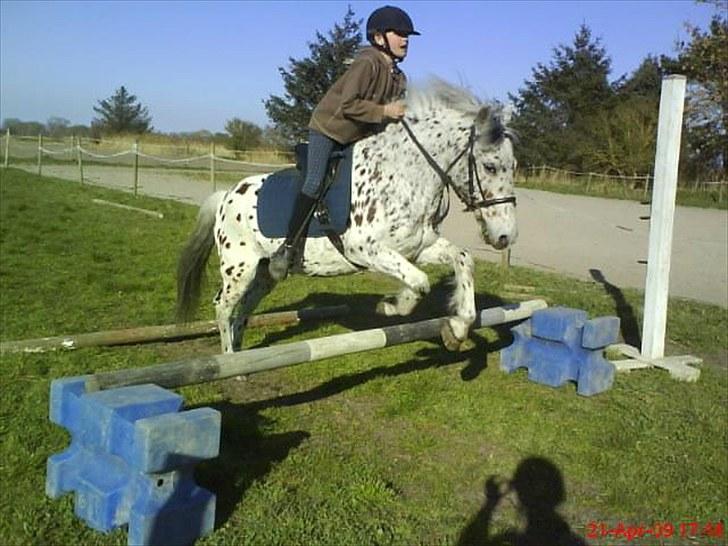 Anden særlig race Jack. - En af de mange gange vi sprang. billede 13