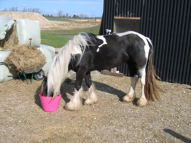 Irish Cob IrishSwan's Babeth Mischa billede 2