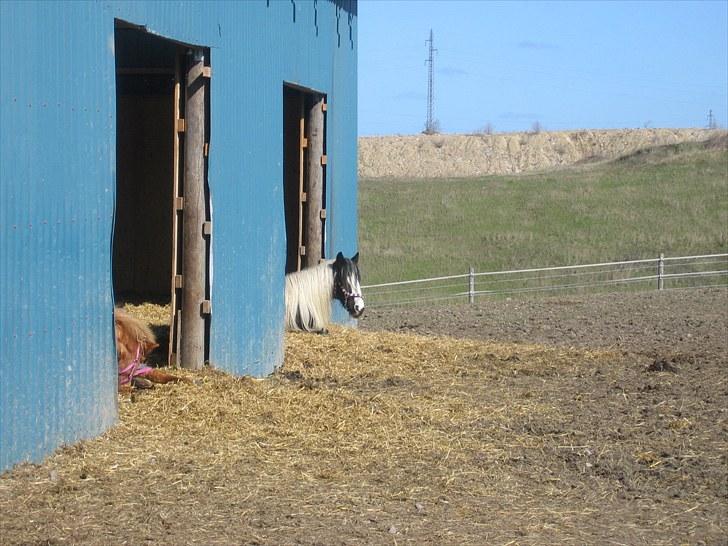 Irish Cob IrishSwan's Babeth Mischa billede 3