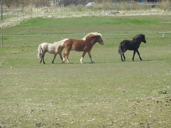 Islænder Laxi fra Skovbrynet R.I.P - #20 nyt. laxi leger med føl basse på mark billede 20