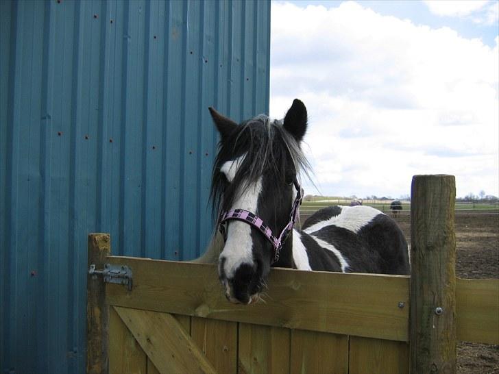 Irish Cob IrishSwan's Babeth Mischa billede 4