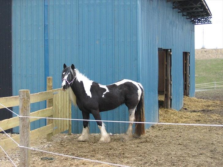 Irish Cob IrishSwan's Babeth Mischa billede 5