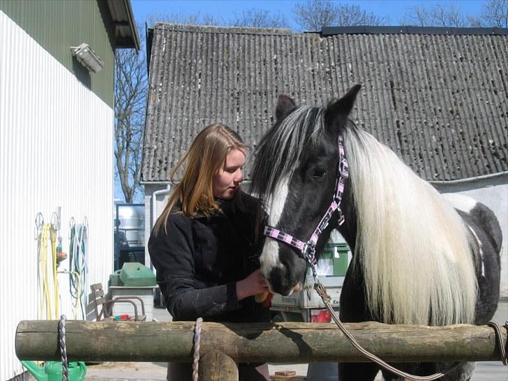 Irish Cob IrishSwan's Babeth Mischa - Mischa & Julie billede 8